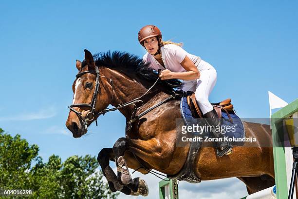 show jumping - horse with rider jumping over hurdle - 馬術跳欄表演 個照片及圖片檔