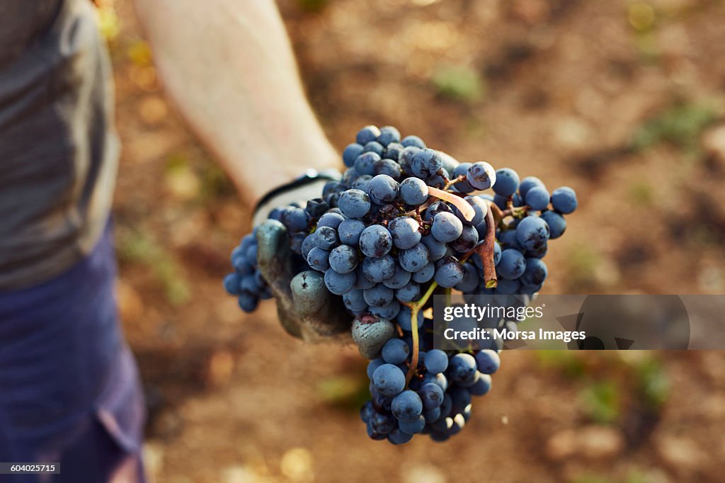 Hand holding grapes at vineyard