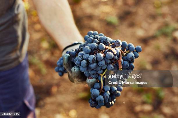 hand holding grapes at vineyard - wineyard stockfoto's en -beelden