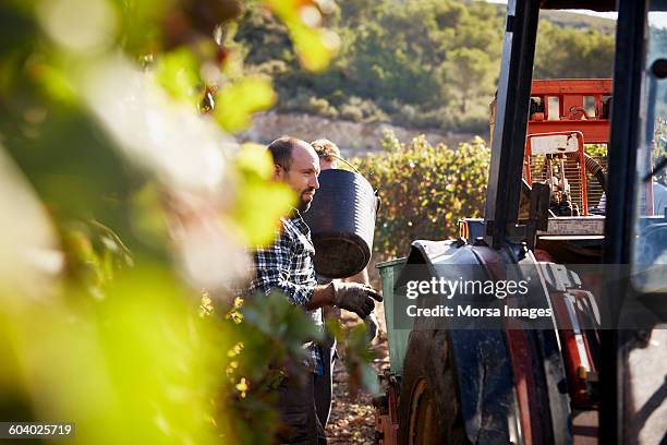 framer standing by tractor while harvesting grapes - farm machinery stock-fotos und bilder