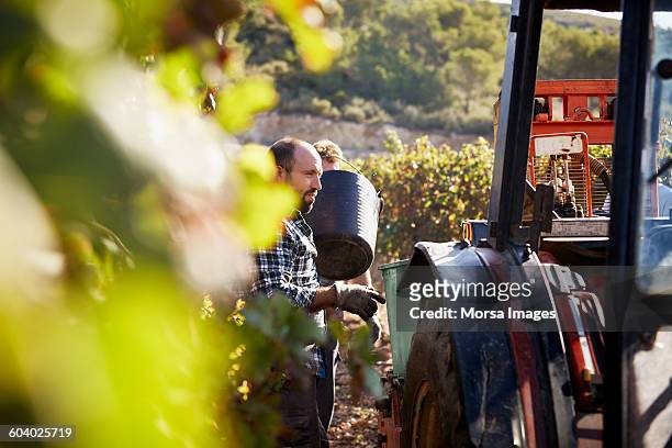 framer standing by tractor while harvesting grapes - machine agricole photos et images de collection