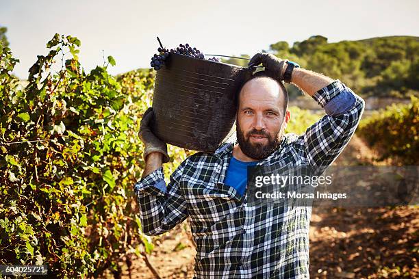 confident farmer carrying container in vineyard - 2014 track field stock pictures, royalty-free photos & images