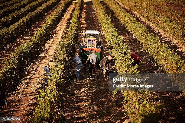 farmers harvesting grapes together at vineyard - 2014 track field stock pictures, royalty-free photos & images