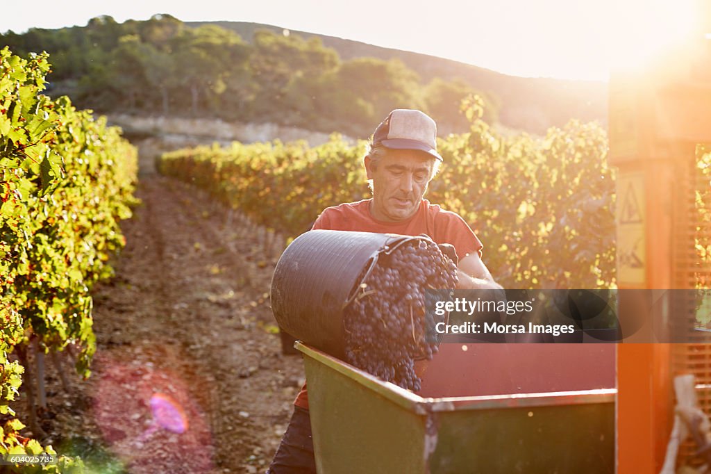 Farmer loading container at vineyard