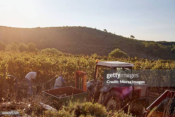 farmer in tractor harvesting grapes - vineyard grapes landscapes stock pictures, royalty-free photos & images