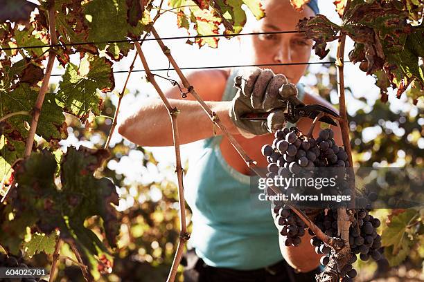 female farmer harvesting fresh grapes - vineyards stock-fotos und bilder