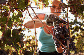 Female farmer harvesting fresh grapes