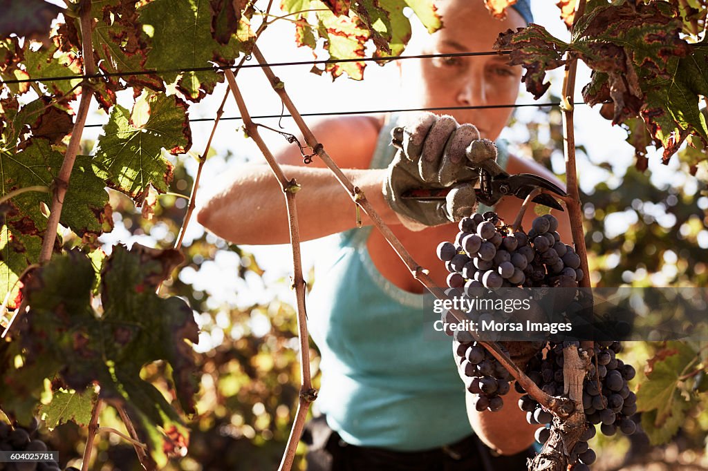 Female farmer harvesting fresh grapes