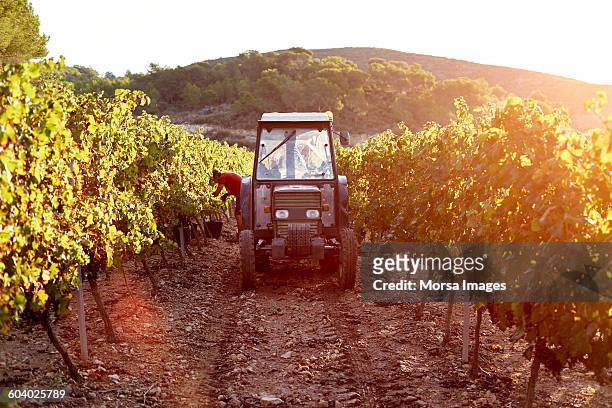 tractor between vines during harvesting process - vineyards stock pictures, royalty-free photos & images