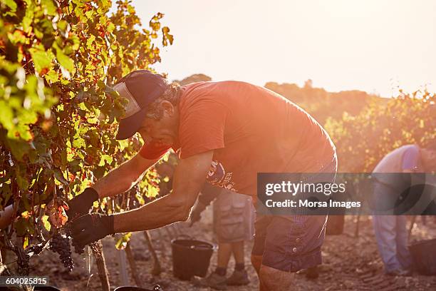 farmer harvesting grapes on sunny day - hot fotografías e imágenes de stock