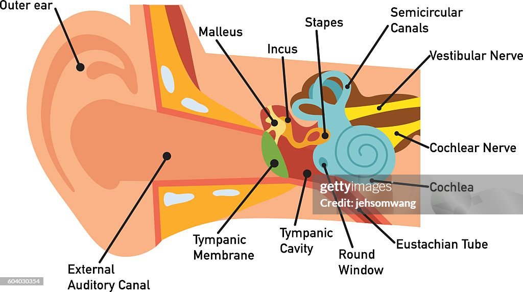 Left Ear Image Ear Anatomy Diagram Vector High-Res Vector Graphic - Getty Images