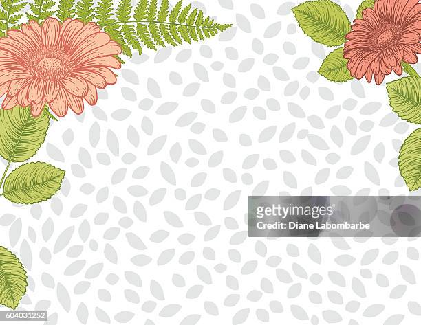 detailed botanical floral background - gerbera daisy stock illustrations