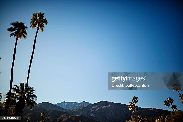 mountains and palm trees in palm springs - palm springs stock-fotos und bilder