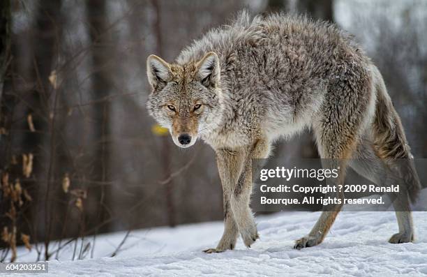 coyote predator - coyote stockfoto's en -beelden