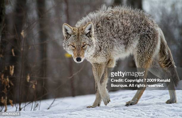 coyote predator - coyote stock pictures, royalty-free photos & images