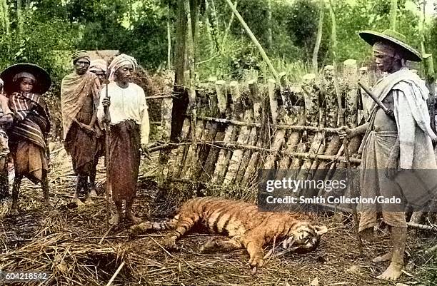 Dead tiger, killed by villagers who caught the tiger in a trap which was baited with the body of a woman the tiger had killed, 1922. Note: Image has...