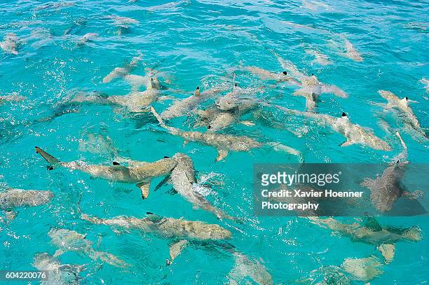 shark feeding | rangiroa | french polynesia - blacktip reef shark stock-fotos und bilder