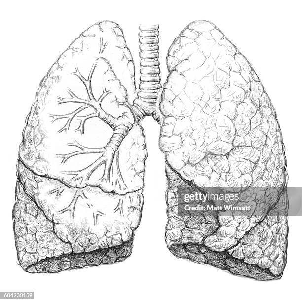 human lungs, trachea and bronchi, frontal view - menschliche lunge stock-grafiken, -clipart, -cartoons und -symbole