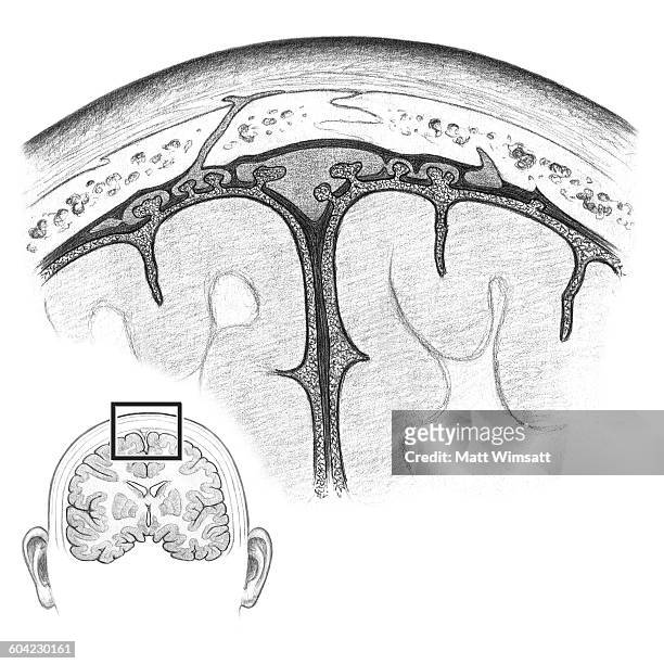 meninges of the brain - 人の細胞組織点のイラスト素材／クリップアート素材／マンガ素材／アイコン素材