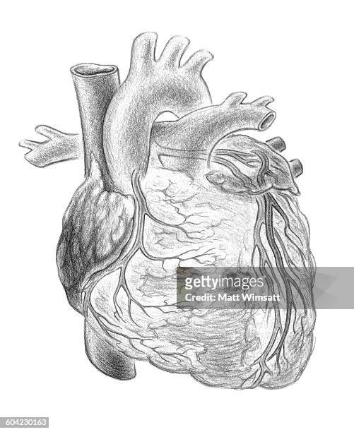 human heart, frontal view - human vein stock illustrations