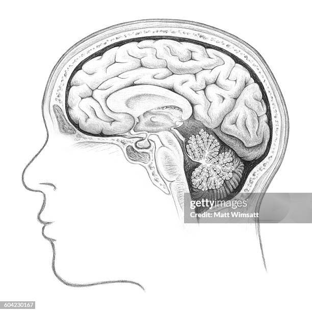 human brain cross section, lateral view - brain segment stock-grafiken, -clipart, -cartoons und -symbole