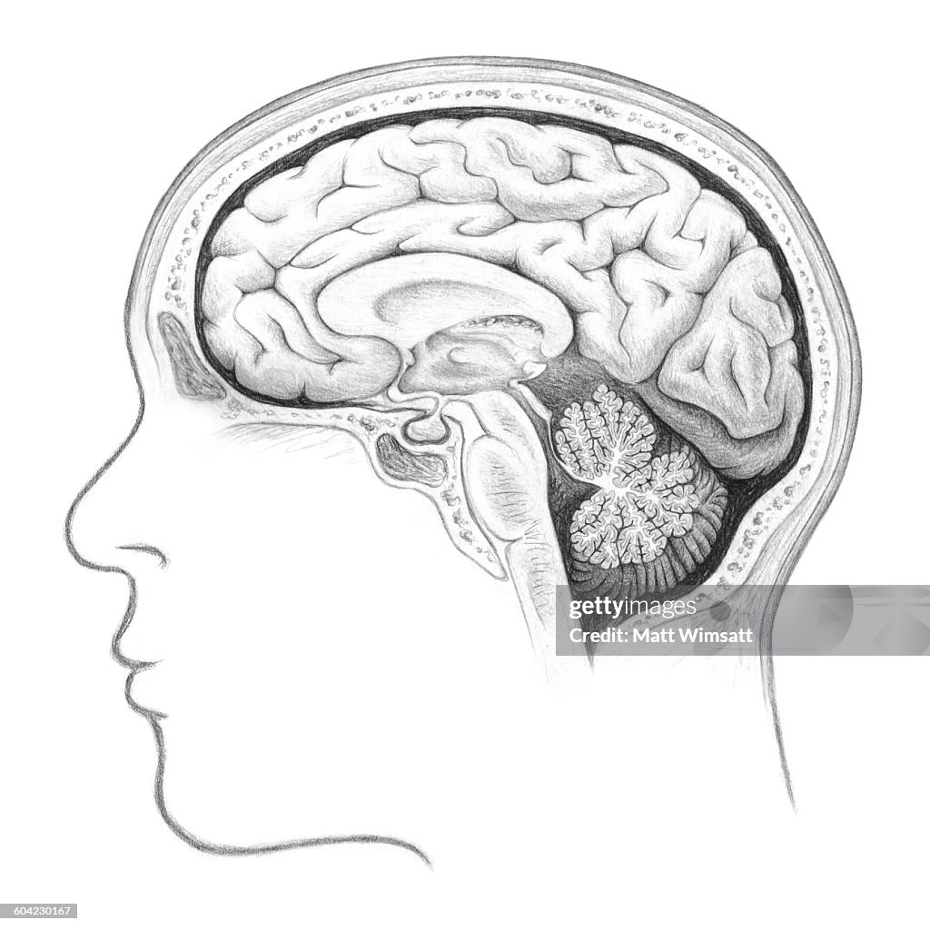 Human Brain Cross Section, Lateral View