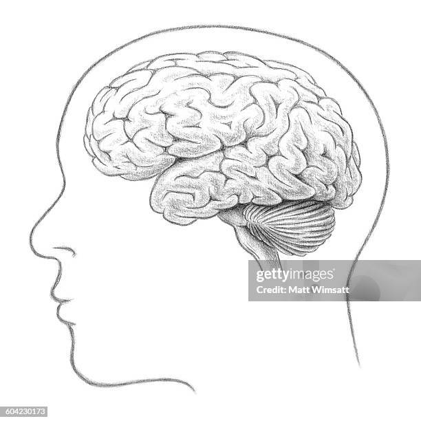 illustrations, cliparts, dessins animés et icônes de human brain, lateral view - moelle allongée