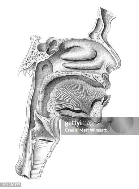 stockillustraties, clipart, cartoons en iconen met nose, mouth and throat cross section, lateral view - cross section