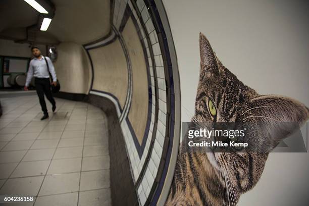 Cats not Ads campaign at Clapham Common tube station is the first campaign organised by Glimpse, an open and voluntary collective for creative...