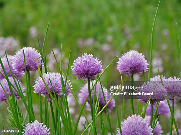 Chive Undergrround 108 Chive Shoots Stock Photos, High-Res Pictures, and Images - Getty Images