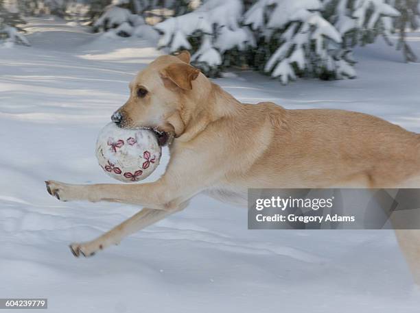 pets in the snow - hatboro stock pictures, royalty-free photos & images