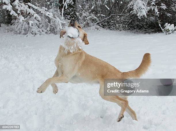 pets in the snow - hatboro stock pictures, royalty-free photos & images