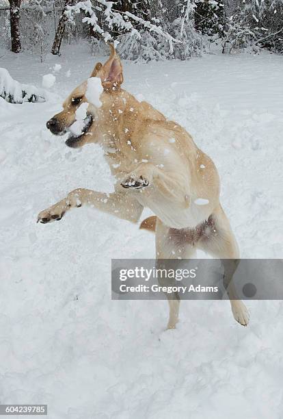 pets in the snow - hatboro stock pictures, royalty-free photos & images