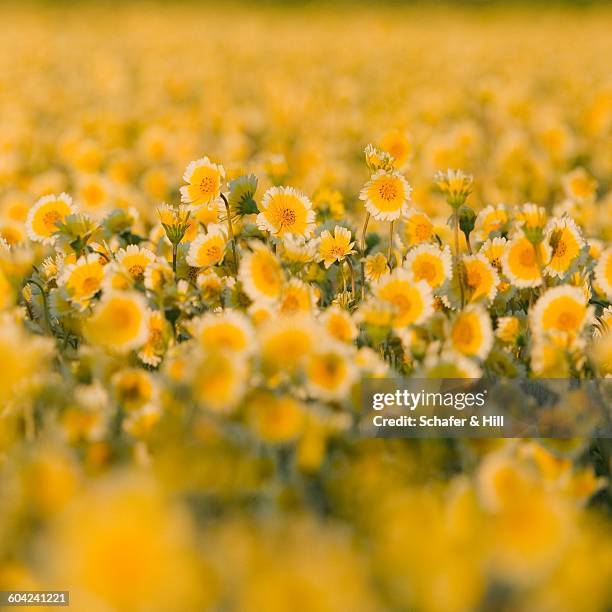 322 Native Prairie Plants Stock Photos, High-Res Pictures, and Images ...