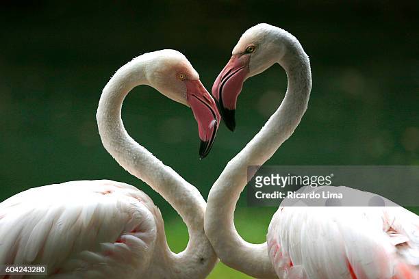 birds in amazon region - flamingo heart stock pictures, royalty-free photos & images