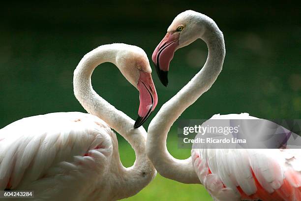 birds in amazon region - flamingo heart stock pictures, royalty-free photos & images