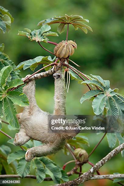 three-toed sloth (bradypus variegatus) - cecropia tree stock pictures, royalty-free photos & images