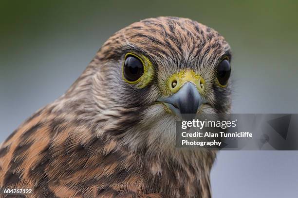 falcon - saker falcon falco cherrug stock pictures, royalty-free photos & images