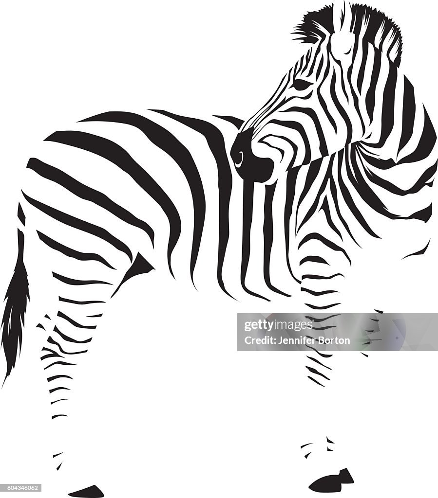 Wilde afrikanische Zebra