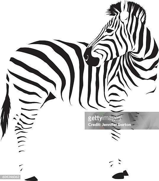 stockillustraties, clipart, cartoons en iconen met wild african zebra - zebra print