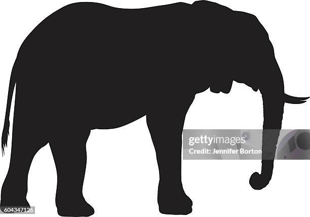 wilde afrikanische elefant silhouette - stoßzahn stock-grafiken, -clipart, -cartoons und -symbole