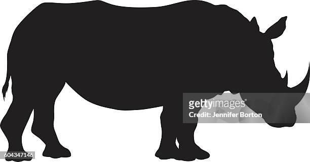 wild african white rhinocerous silhouette - rhino stock illustrations