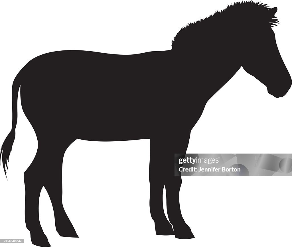 Wild African Zebra Silhouette