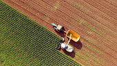 Farm machines harvesting corn for feed or ethanol