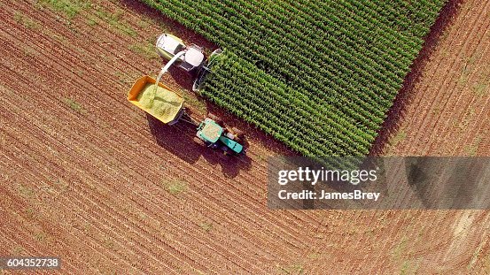 Machines agricoles récoltant du maïs pour l’alimentation animale ou l’éthanol Machines agricoles récoltant du maïs pour l’alimentation animale ou l’éthanol