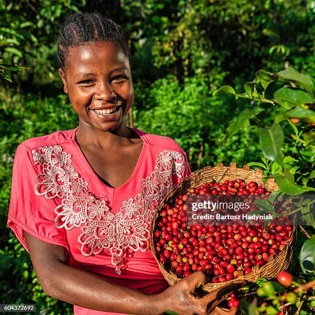 african woman holding basket full of coffee cherries, east africa - ethiopia coffee bildbanksfoton och bilder