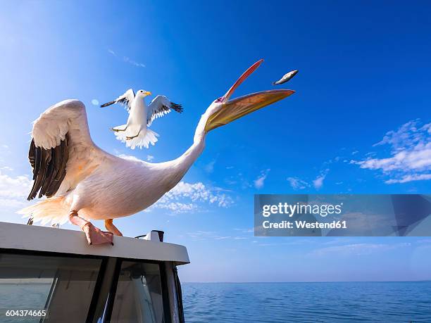 namibia, erongo province, white pelican standing on top of a boat catching a fish - kelp gull stock pictures, royalty-free photos & images