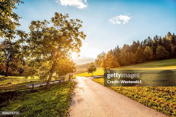 austria, carinthia, ludmannsdorf, country road, forest in autumn, against the sun - country road imagens e fotografias de stock