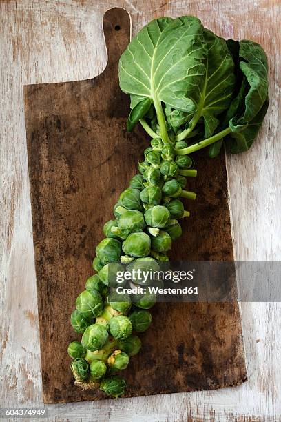 harvested brussels sprouts on wooden board - brussel sprout stock pictures, royalty-free photos & images