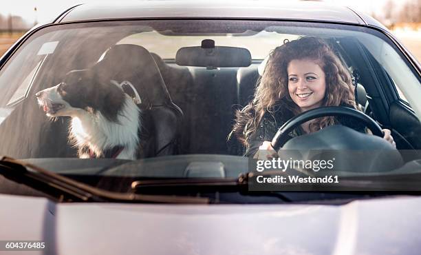 woman driving car, dog sitting on passenger seat - inside car stockfoto's en -beelden